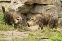 Schabrackenhy�nen sind in weiten Teilen des s�dlichen Afrikas verbreitet. 