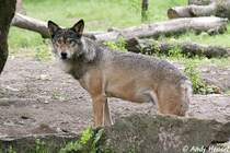 Wolf (Eurasischer Wolf)