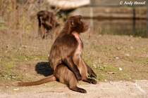 Blutbrustpavian-Weibchen. (Dschelada)