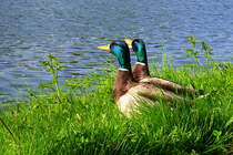 Wegelagerer: Nachdem sie sich davon berzeugt hatten, dass mein Rucksack nichts futtertechnisch Verwertbares enthlt, gaben diese zwei Erpel (und ein weiterer Artgenosse) den Weg wieder frei und genossen die Sonne am Nord-Ostsee-Kanal. Die Aufnahme entstand am 22.05.10 zwischen Landwehr und Levensau.