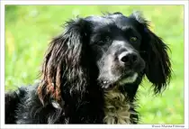 Sam wartet erwartungsvoll darauf, dass es mit dem Ballspiel weitergeht. Fotografiert in Shannonbridge, Irland. Leider ist mir die Hunderasse nicht bekannt. K�nnt Ihr mir weiterhelfen?