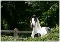 Irish Tinker - Irish Cob - Gypsy Vanner. Diese Stute geierte nach dem Hengst auf der gegen�berliegenden Weide. Fotografiert bei Tipperary Irland.