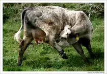 Sportlich, sportlich - Irische Kuh bei Cleggan, Connemara Irland.