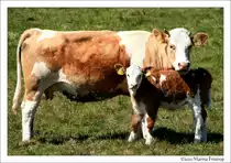 R�ckendeckung - Irische Kuh mit ihrem K�lbchen, Irland County Mayo.