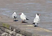 Graukopfm�wen beim sonnen am Rheinufer in Bonn - 04.03.2010
