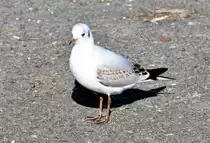 M�we am Rheinufer in Bonn - 07.03.2010