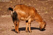 Indische H�ngeohrziege.