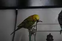 Welli Pucki ca.2 Jahre alt knappert an St�ck Plastiteil.