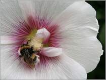 Eine Hummel durchwhlt eine Stockrose. 23.07.2006