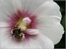 Eine Hummel durchw�hlt eine Stockrose. 23.07.2006