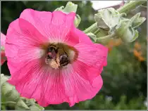 Hochbetrieb im Schnellrestaurant. Zwei Hummeln streiten sich um den besten Platz im Kelch einer Stockrose. 23.07.2006