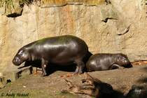Das Zwergflusspferd ist eine der zwei heute noch vorkommenden Arten aus der Familie der Flusspferde.