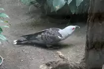 Fratzenkuckuck (Scythrops novaehollandiae) am 11.3.2010 im Zoo Berlin.
