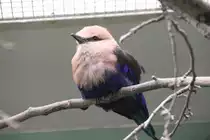 Opalracke (Coracias cyanogaster) am 11.3.2010 im Zoo Berlin.