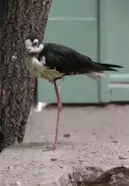 Amerikanischer Stelzenl�ufer (Himantopus mexicanus) am 11.3.2010 im Zoo Berlin.