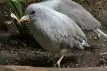 Kagu (Rhynochetos jubatus) am 11.3.2010 im Zoo Berlin. Dieser flugunf�hige Vogel stammt aus Neukaledonien.