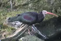 Waldrapp (Geronticus eremita) am 11.3.2010 im Zoo Berlin.