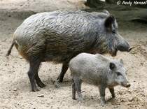 Wildschweine im Zoo Eberswalde.