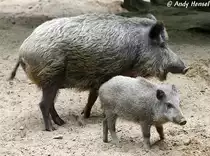Wildschweine im Zoo Eberswalde.
