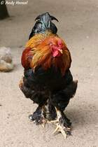 Brahma (Huhn). Zoo Eberswalde