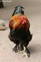 Brahma (Huhn). Zoo Eberswalde