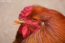 Kopf eines Brahma. Zoo Eberswalde