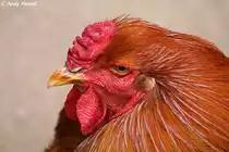 Kopf eines Brahma. Zoo Eberswalde