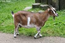 Zwergziege. Zoo Eberswalde