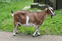 Zwergziege. Zoo Eberswalde