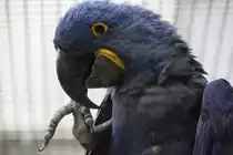 Dieser Hyazinthara (Anodorhynchus hyacinthinus) scheint an seinen N�geln zu kauen.Zoo Berlin am 11.3.2010.