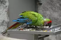 Gro�er Soldatenara (Ara ambiguus) am 11.3.2010 im Zoo Berlin.