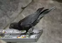 Gro�er Vasapapagei (Coracopsis vasa) am 11.3.2010 im Zoo Berlin.