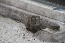 Eine Hausmas (Mus Musculus) nutzt die Papageienkfige fr ausfhrliche Wanderungen. Zoo Berlin am 11.3.2010.