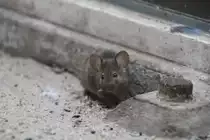 Eine Hausmas (Mus Musculus) nutzt die Papageienk�fige f�r ausf�hrliche Wanderungen. Zoo Berlin am 11.3.2010.