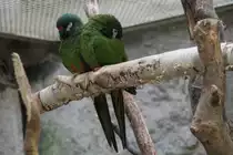 Rotr�ckenara oder Maracana-Zwergara (Primolius maracana) am 11.3.2010 im Zoo Berlin.