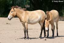 Przewalski-Pferde