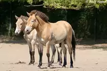 Przewalski-Pferde