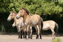 Przewalski-Pferde