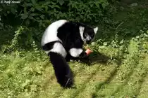 Schwarzwei�er Vari