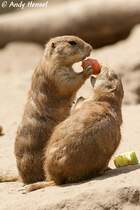 Schwarzschwanz-Prriehunde