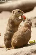 Schwarzschwanz-Pr�riehunde