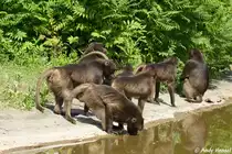 Dschelada oder Blutbrustpavian