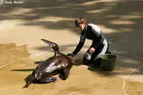  hauptsache es gibt eine Belohnung . Kalifornischer Seel�we