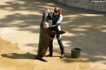 Garnicht mal so klein. Kalifornischer Seelwe