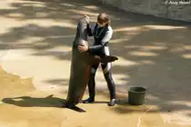 Garnicht mal so klein. Kalifornischer Seel�we