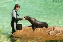 Kleine Trainingsstunde mit einem Kalifornischen Seel�wen