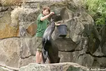  Und noch'n Fisch . F�tterung eines s�dafrikanischen Seeb�ren.