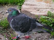 Brieftaube aus Ungarn bei einem  Zwischenstopp  in Ried i.I.;100621