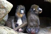 Mandrills