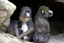 Mandrills